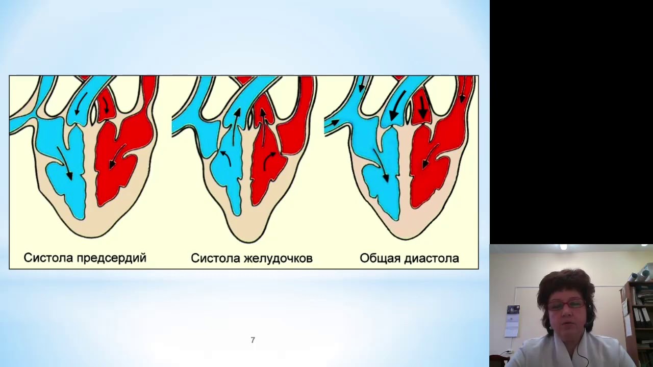 Кровь движется из предсердий в желудочки. Работа сердца. Систола и диастола сердца. Систола желудочков. Схема сердечного цикла.