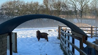 Winter Wonderland Morning Chores...but make it DEEP Snow edition