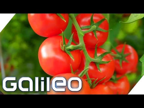 Video: Tomate Moskauer Delikatesse: Sortenbeschreibung
