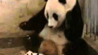 Inception (Animal Edition)