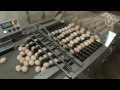 Prinzen: PSPC 7 - Hatching egg packer