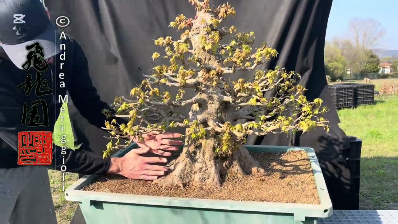 果樹 utabe.f Acer buergerianum 26-717 - YouTube