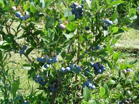 Vidéo: Transplantation de myrtilles - Apprenez quand et comment transplanter des buissons de myrtilles