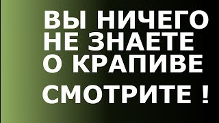 КРАПИВА -  это НАХОДКА для молодости Вашего организма