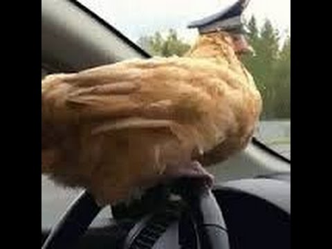 Курица за рулем картинки