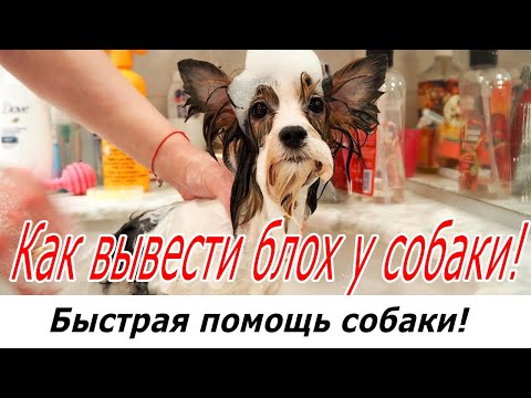 Как вывести блох у собаки! Быстрая помощь собаки!