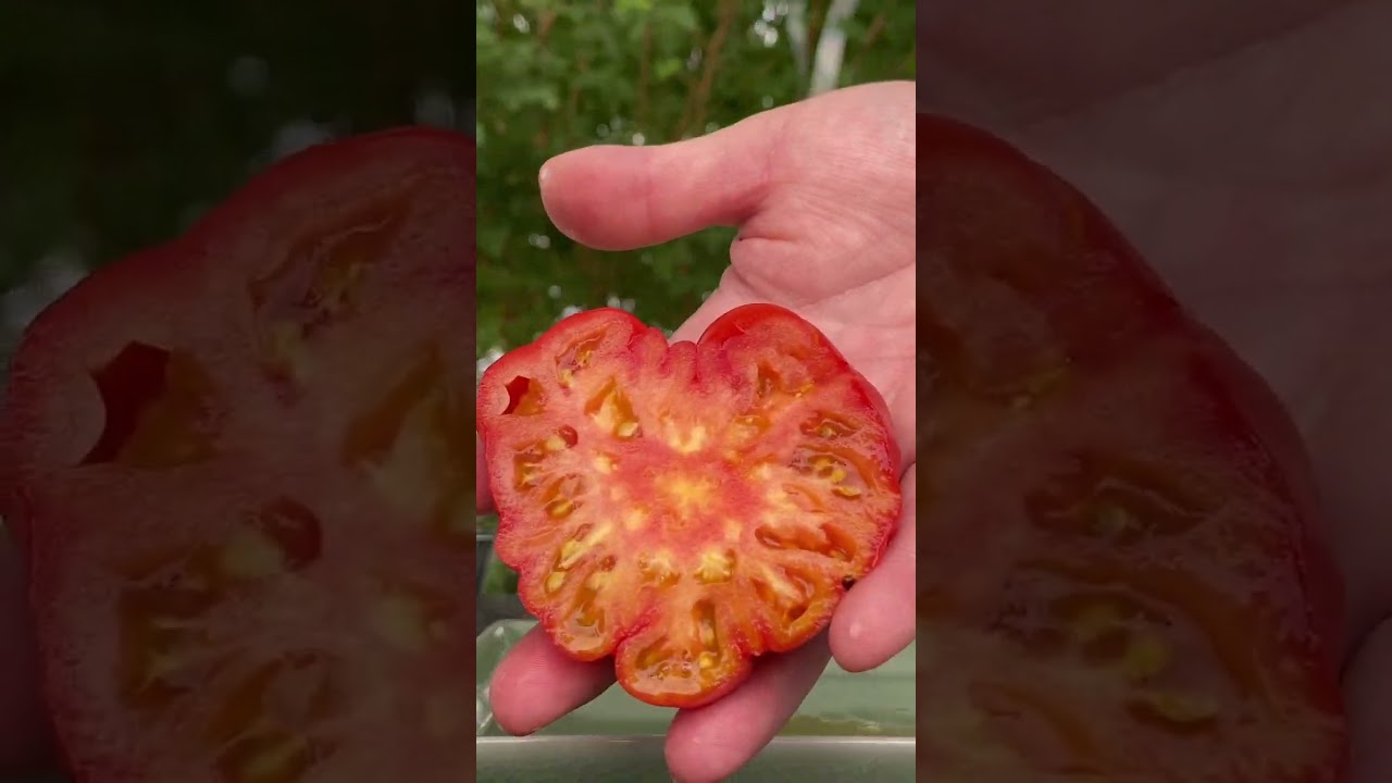 Tomato Taste Test #6 - Costoluto Genovese - Did It Make The Cut for 2024?
