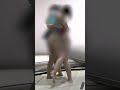 【女子会相撲No.17】女の子の相撲はいけませんか？ #美女 #dance #格闘技