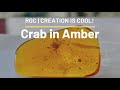 Marine crab stuck in tree sap  crab in amber  creation is cool