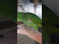 This Parrot Gives Better Advice Than Most People 😂🦜 #parrot #funny