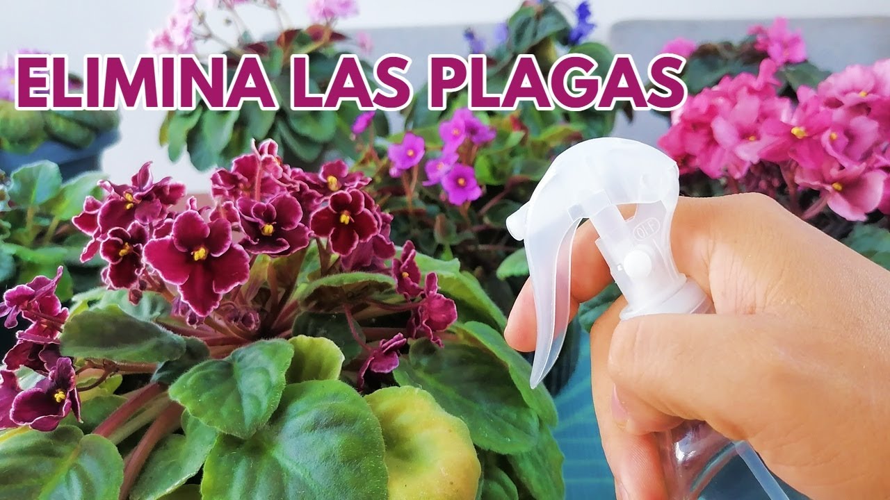 como eliminar plagas en violetas africanas chuyito jardinero