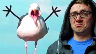 This WEIRD Subreddit has People that Photoshop Arms onto Birds!!