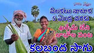Aloevera Cultivation in Telugu | కలబంద సాగులో లాభాలు రావాలంటే ఏం చేయాలి | Kalabanda | Sagu Nestham