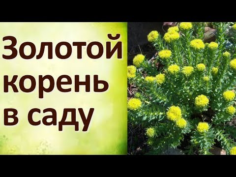 Золотой Корень Деление и Пересадка