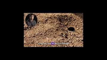 "The Hidden Mystery in an Ant’s Brain! How Do They Remember Paths?"