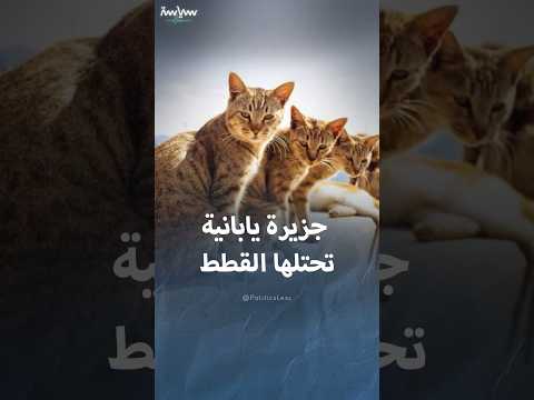 أوشيما جزيرة يابانية تحتلها القطط