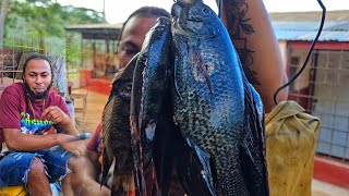 MYSTERY THE WATER MEETS EACH OTHER AFRICAN PERCH  