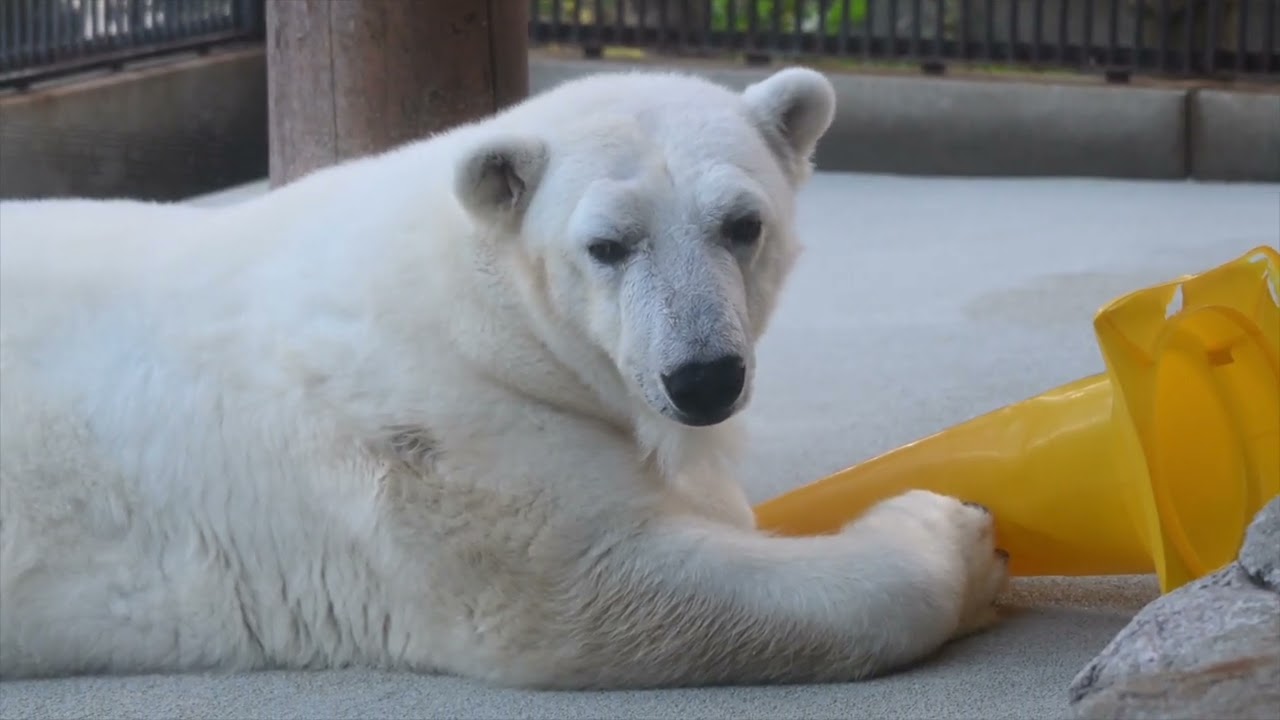 ビギ　YOSHIE INABAのツーピース　しろくまです。 ピース25歳〜ピースに携わる人の想い〜 - YouTube