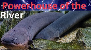 The Shocking Truth About Electric Eels