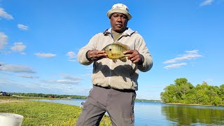 Big Bluegills and a greedy bird!