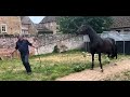 Magnificent horse becomes impossible to handle after an injury!