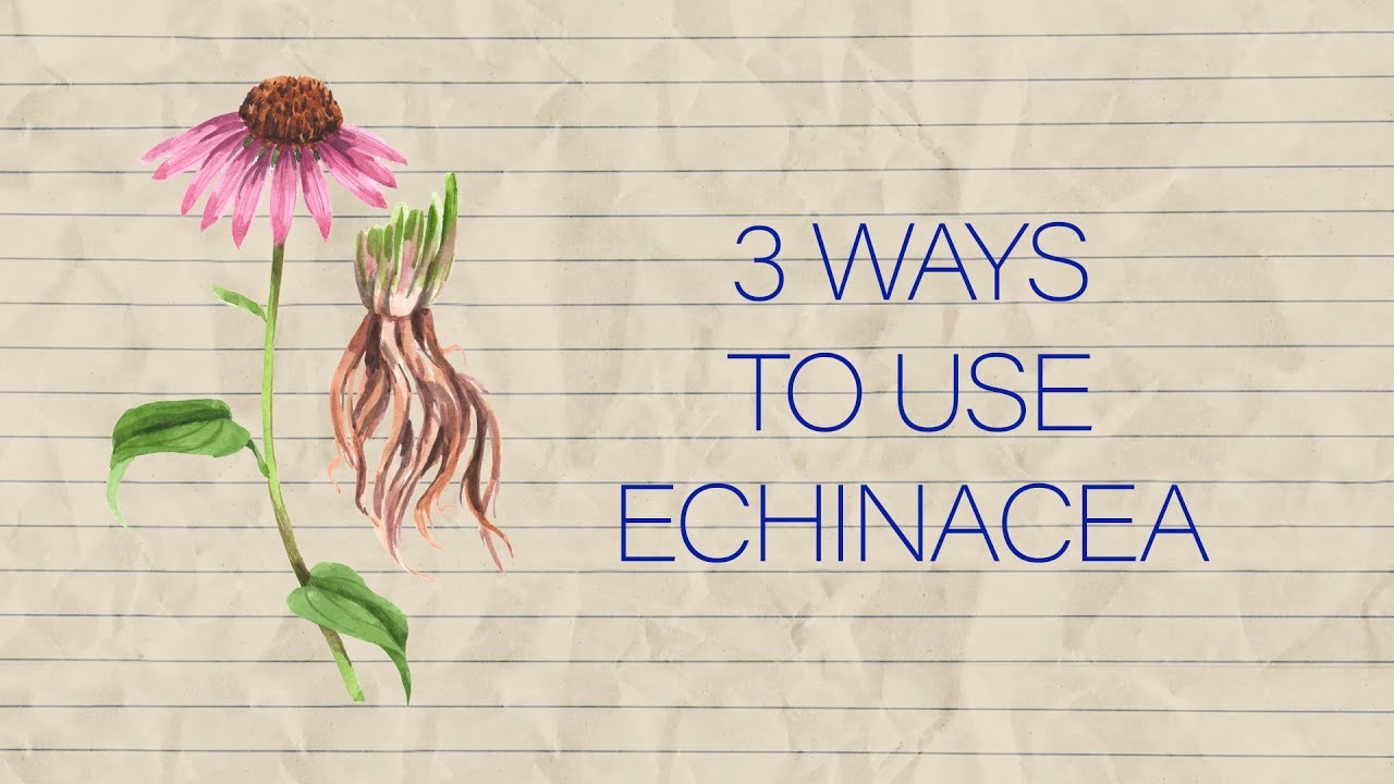 Herb Notes: The Benefits of Echinacea