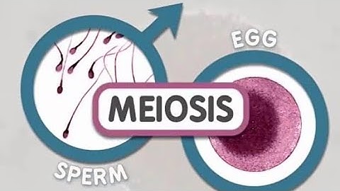 During which of the following phases of meiosis do centromeres split and sister chromatids migrate to opposite poles of the cell?