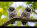 The Ultimate Barred Owl Experience!! Full length documentary!