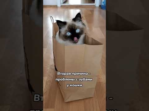Почему кошки жуют пакеты