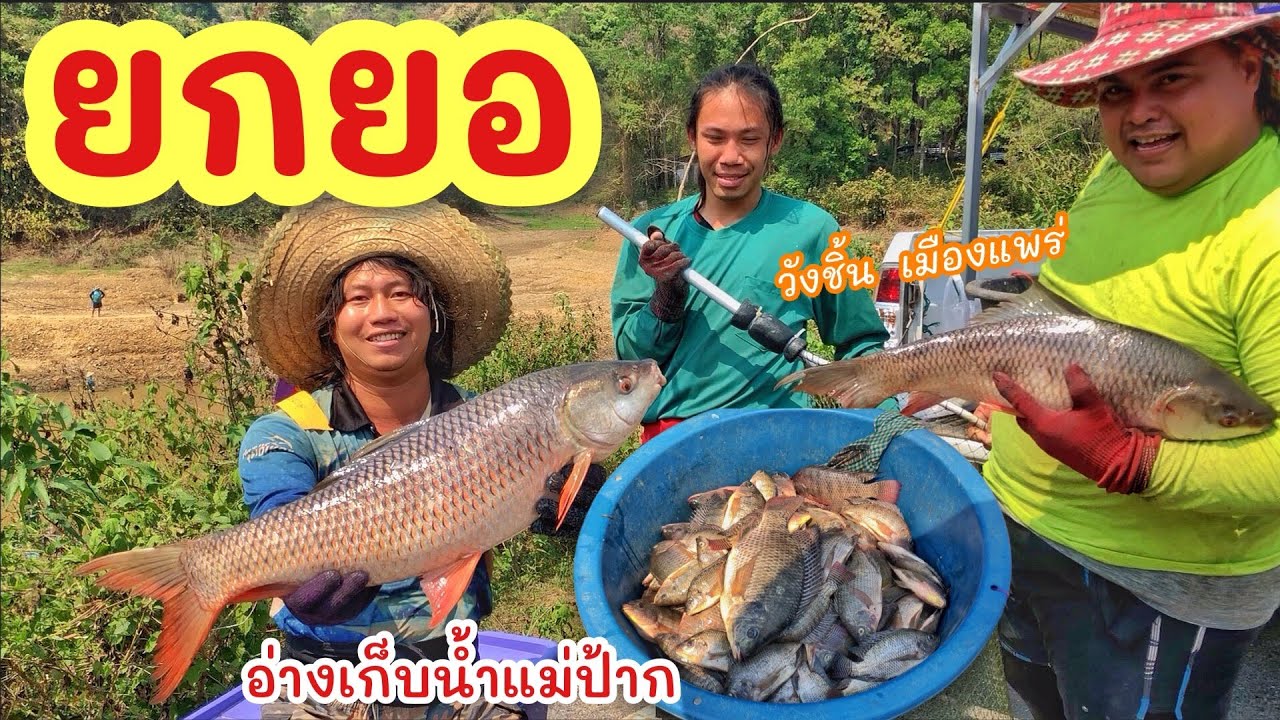 ยกยอ อ่างแม่ป้าก วังชิ้น แพร่ ►Fishing lifestyle Ep.728