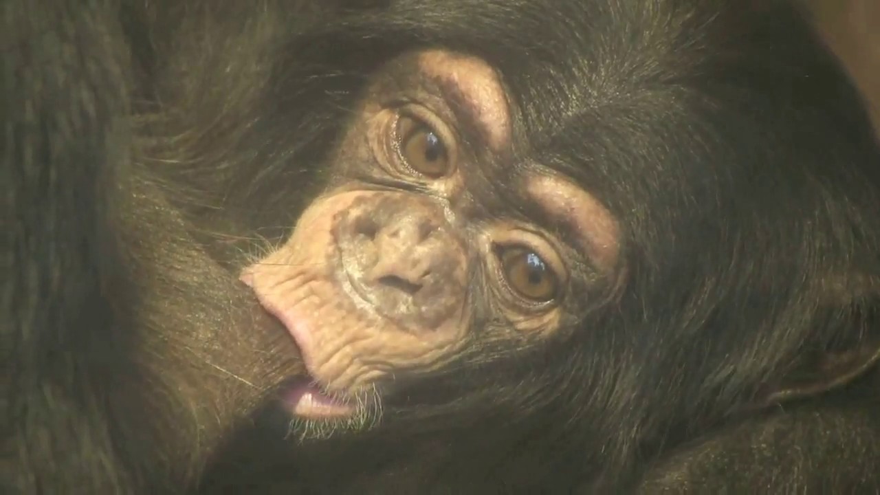 東山チンパンジー 双子の赤ちゃん 28  Chimpanzee twin baby