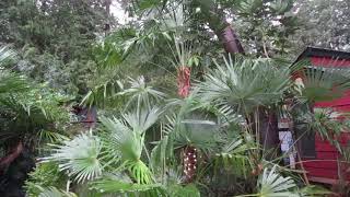 Palm Trees Blowing in Winter Winds on Salt Spring Island screenshot 2