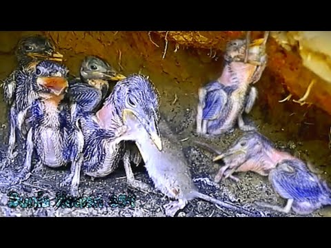 SUNGGUH SANGAT SERU SAAT MANCING BERSAMA \" HERU ANGLER PADU\" KAMI MASAK DAN MAKAN BERSAMA SAMA