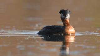 Red-necked Grebe diving
