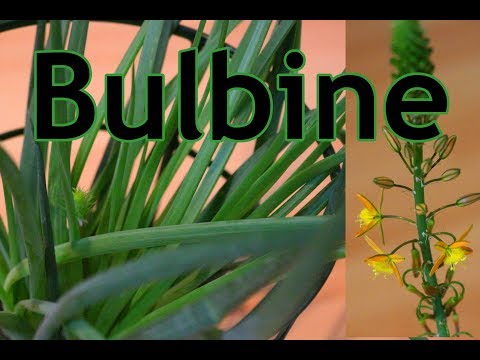 Video: Bulbine Care - Tipps für den Anbau von Bulbine-Blumen