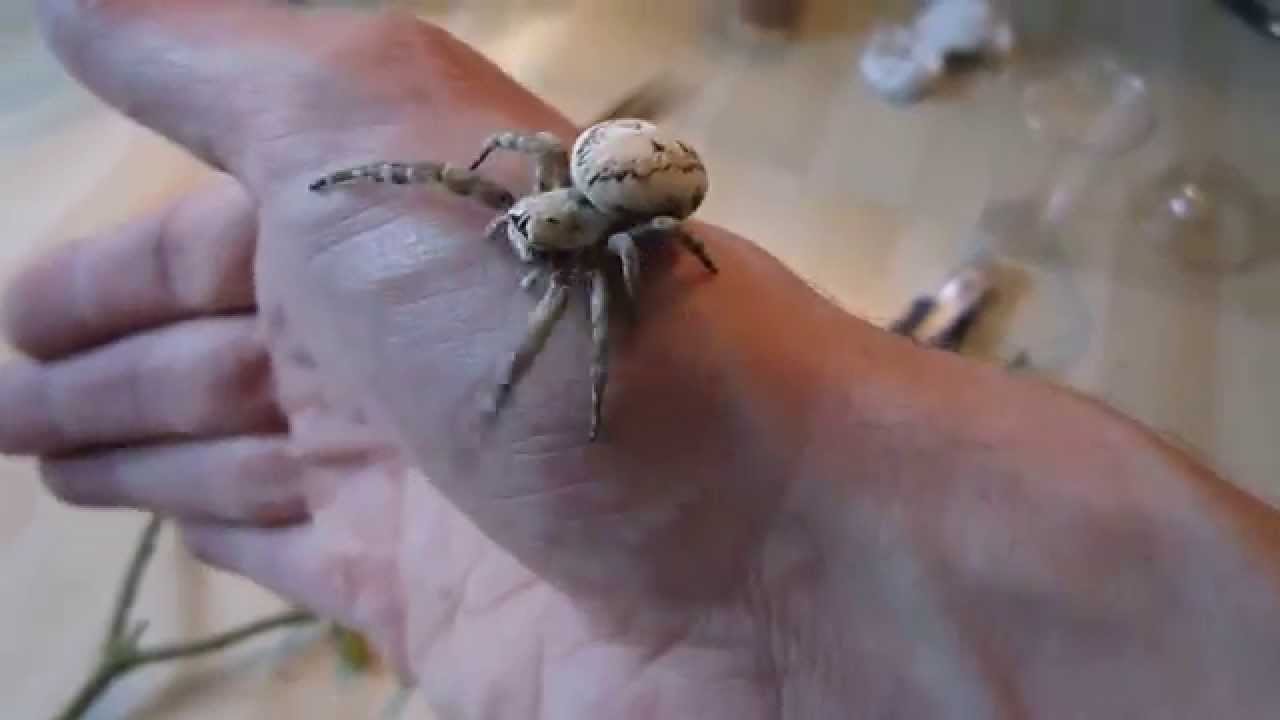 Stegodyphus Dufouri F adulte