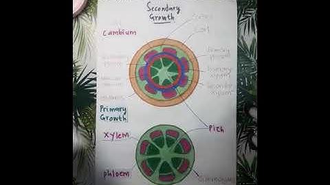 Lab 2 BIS3003 [ PLANT GROWTH AND DEVELOPMENT ACTIVITY ]