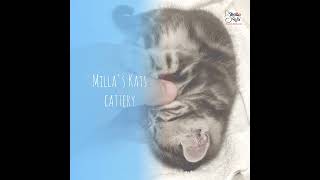 American Shorthair Kittens from Milla's Kats Cattery