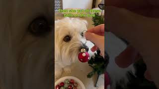A whole tree! #christmas #dog #puppy #funny #pet #merrychristmas #cute #dogshorts
