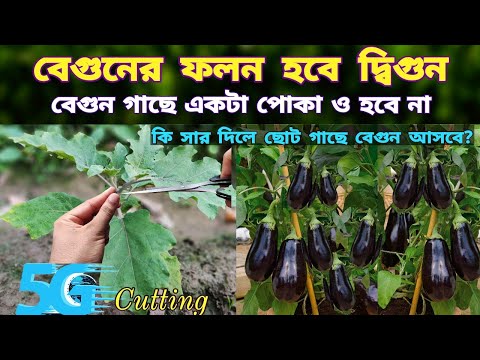 ভিডিও: কীভাবে একটি ঝুচিনি এবং বেগুনের রসুন তৈরি করবেন