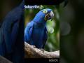 Beautiful 💐 Parrot 🦜 #Macaw #parrot #bluemacaw #shorts #BestVibes