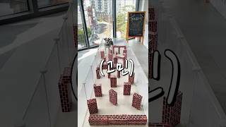 미션인파서블!슈나우저에겐 불가능은 없다ㅋㅋ#미션인파서블