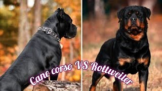 Rottweiler vs cane corso who will win? by DOG tubed 285 views 4 months ago 1 minute, 47 seconds