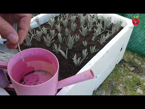 Grow lavender from cuttings