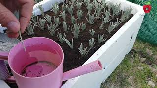 Grow lavender from cuttings