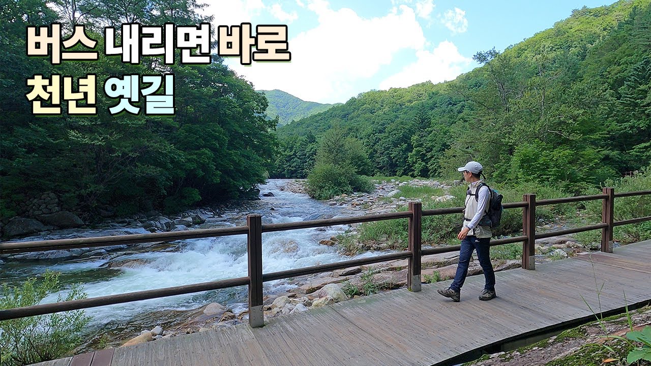 👀버스에서 내리면 바로 멋진 계곡길 누구나 걷기 좋아요! 👍오대산 선재길 여름에 꼭 걸어보세요
