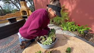 How to Take Cuttings and Rework Your Overgrown Succulent Arrangement Part 1