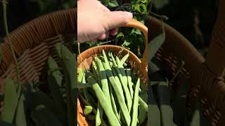Harvest season，8 long guards and beans and grapes for today #gardening #garden #mybackyardgarden
