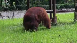 Download lagu Orangután fuma cigarrillo tirado por el visitante del zoológico Orangután fuma cigarrillo tirado por el visitante del zoológico