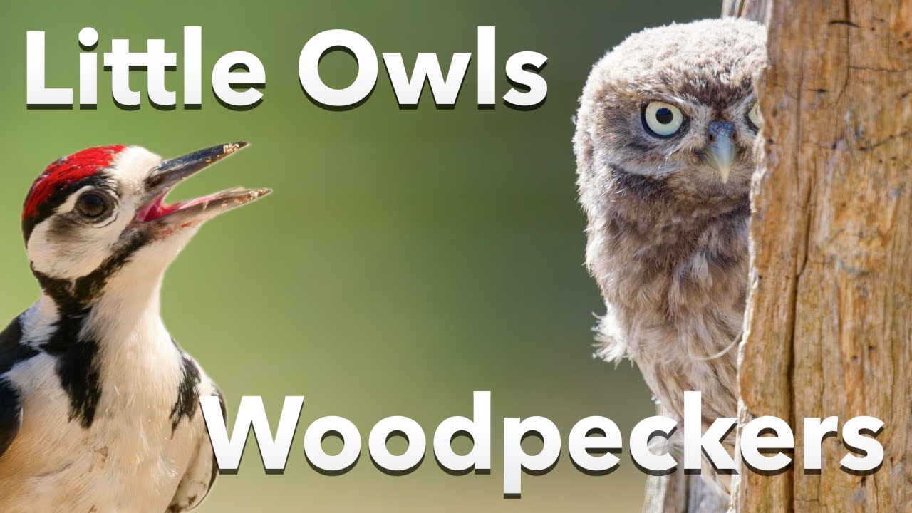 Visiting a Little Owl Hide for Sophie's Birthday